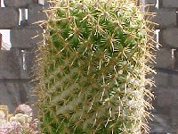 Mammillaria eriacantha JL2678 ex Lau1104 Jalapa-Palma Sola, VC, Mexico.jpg